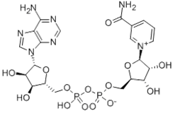 β-NAD+