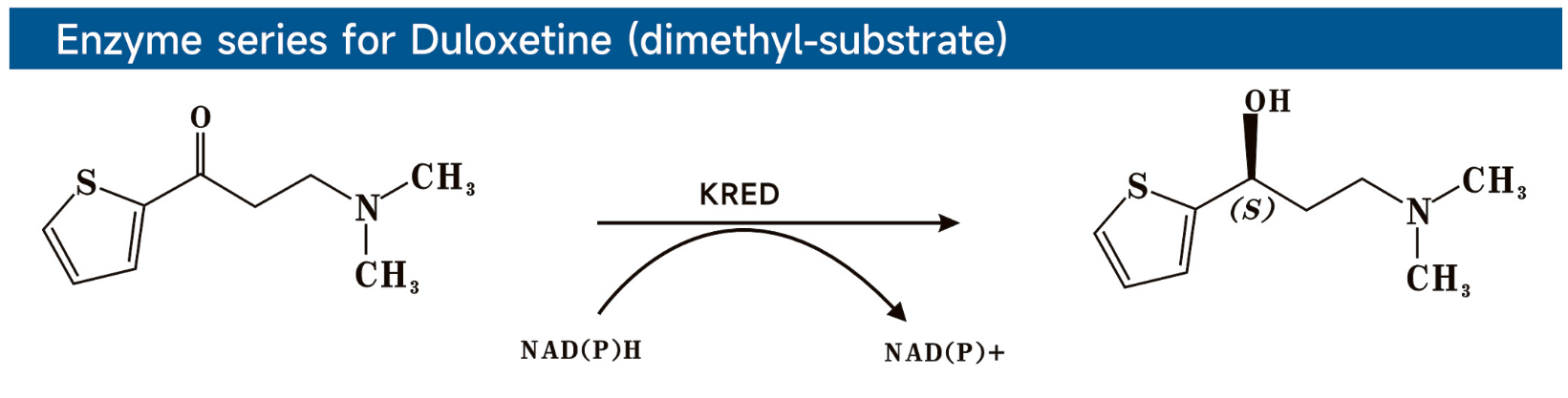 Enzyme series for Duloxetine (dimethyl-substrate)度洛西汀酶系列（二甲基底物）.png