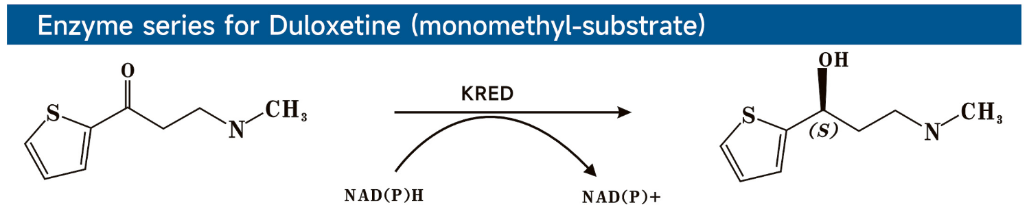 Enzyme series for Duloxetine (monomethyl-substrate)度洛西汀酶系列（单甲基底物）.png
