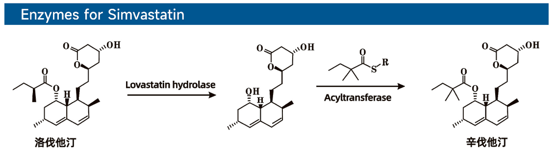 Enzymes for Simvastatin辛伐他汀用酶.png