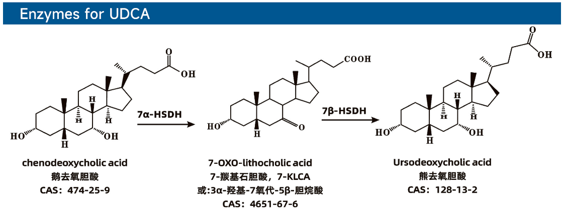 Enzymes for UDCA熊去氧胆酸用酶.png