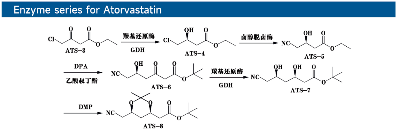 Enzyme series for Atorvastatin阿托伐他汀酶.png